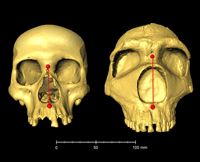 Comparação da altura nasal entre um crânio de humano moderno (esq) e de neandertal (dir)