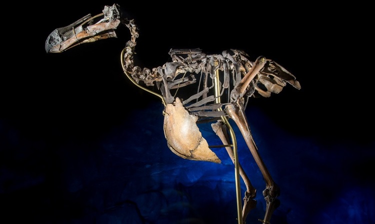 Esqueleto de dodô