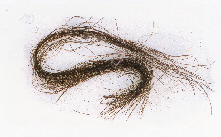 Fios de cabelo usados no estudo