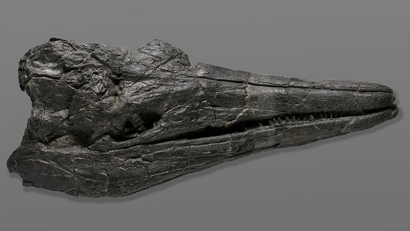 Fóssil do ictiossauro