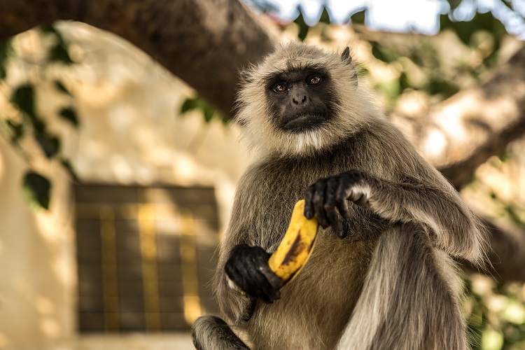 Macaco segurando uma banana