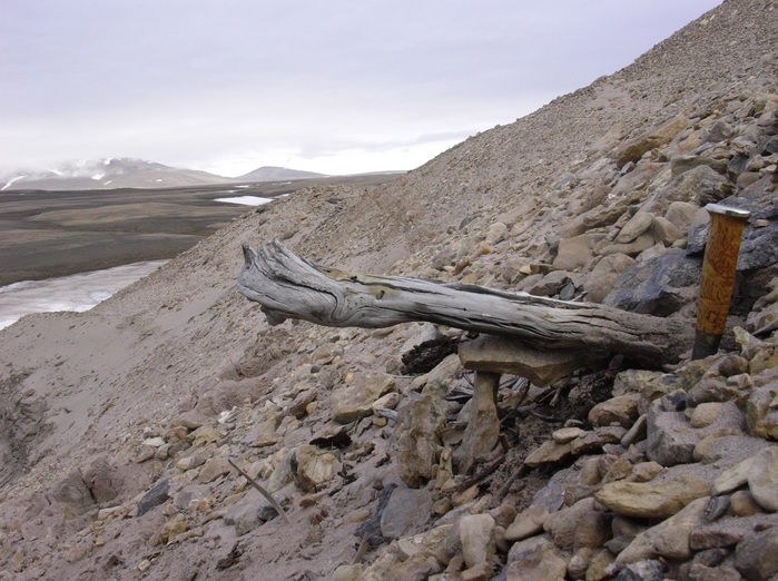 Tronco de milhões de anos preservado na Groenlândia