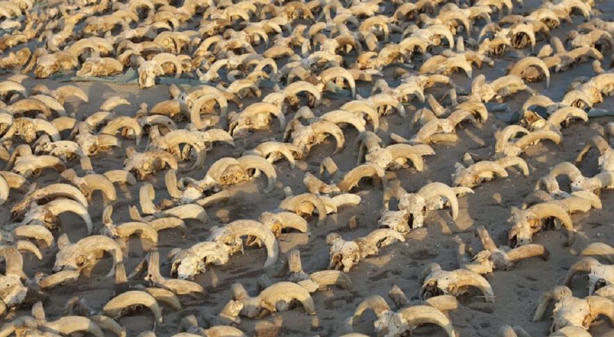 Cabeças mumificadas de carneiro