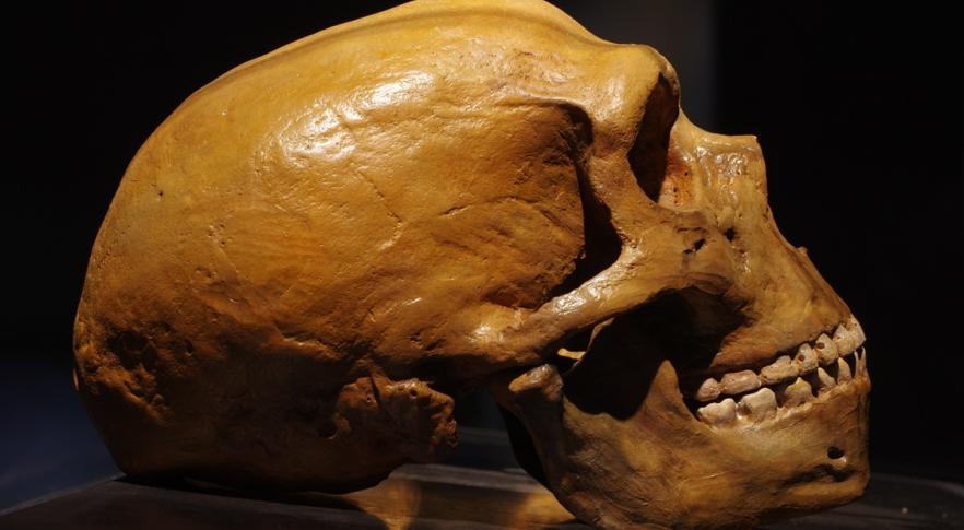 Crânio de homem de neandertal