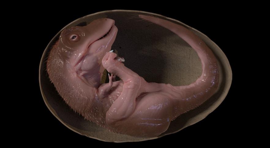 Embrião de dinossauro