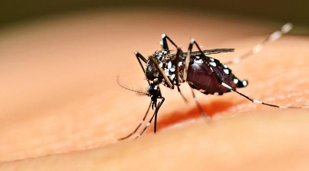 Saiba como motos na Tailândia estão eliminando o mosquito Aedes Aegypti-0
