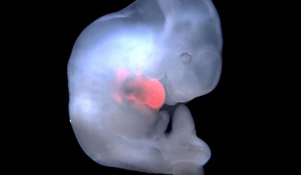 "Quimera": os controversos embriões suínos com células humanas-0
