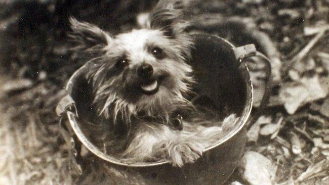 Segunda Guerra Mundial: a cadela adotada que virou heroína-0