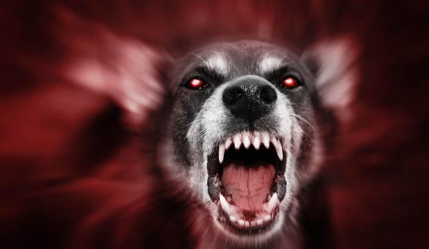 Chicago entra em alerta depois de ataques de “cães zumbis”-0