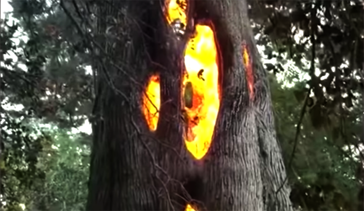 Incrível: vídeo registra árvore queimando solitariamente por dentro-0