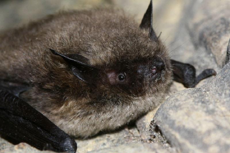 Cientistas tentam entender espécie de morcego que não envelhece-0