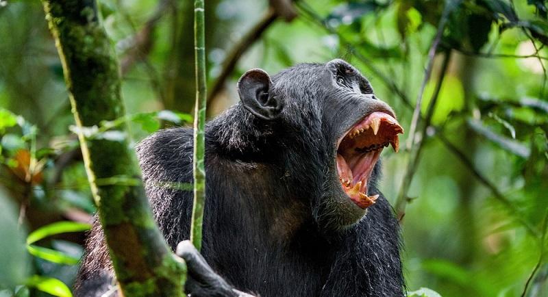 Cientistas explicam motivo de guerra civil entre chimpanzés-0