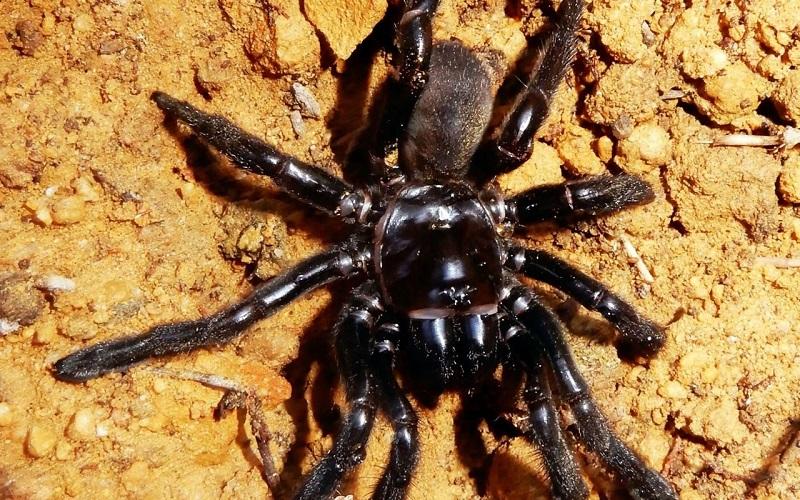 Aranha mais velha do mundo morre aos 43 anos na Austrália-0