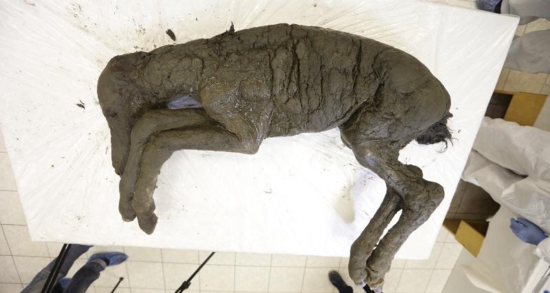 Cientistas pretendem clonar cavalo de 40 mil anos-0