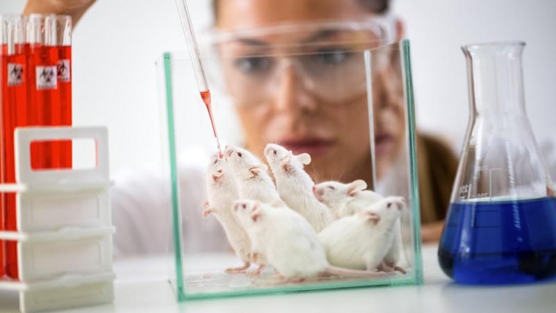 Cientistas criam camundongos com duas mães e nenhum pai-0