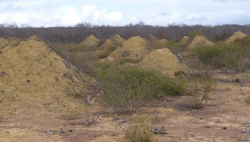 Cupinzeiro gigante de quatro mil anos é descoberto no nordeste brasileiro-0