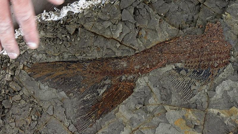 Encontrados fósseis das primeiras vítimas do meteoro que extinguiu os dinossauros-0