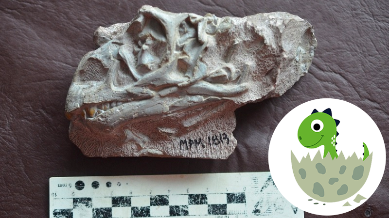 Descoberto dinossauro argentino que “engatinhava” antes de caminhar-0