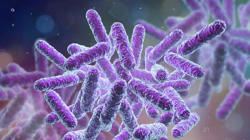 Cientistas descobrem como as bactérias conseguem "enganar" os antibióticos-0