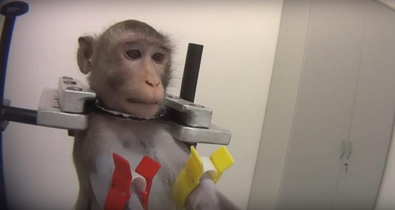 Laboratório alemão é investigado após denúncias de maus-tratos a animais-0