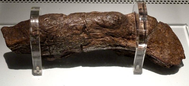 Maior fóssil de fezes humanas já encontrado revela doença de viking-0