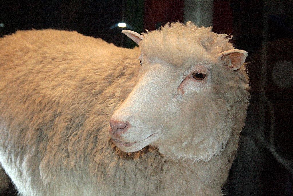 Morre ovelha Dolly, primeiro mamífero clonado a partir de uma célula adulta-0