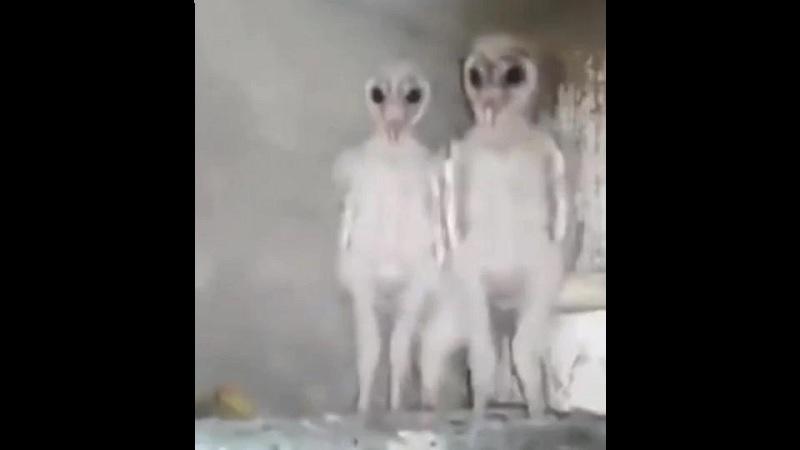 Vídeo sugere que aparições de alienígenas podem ser apenas avistamentos de corujas-0