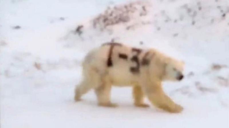 Pichação misteriosa em urso polar na Rússia causa espanto em ambientalistas-0