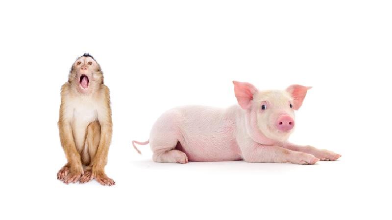Anunciado o nascimento de duas criaturas híbridas entre porcos e macacos na China-0
