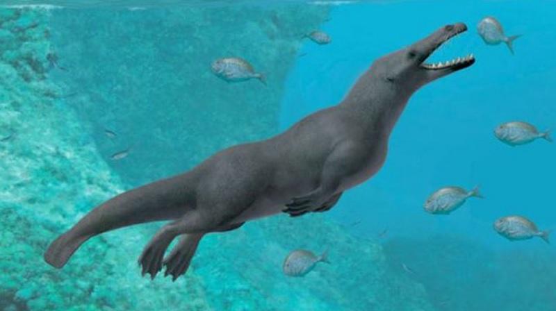 Fóssil revela como as baleias de quatro patas chegaram à América do Sul-0