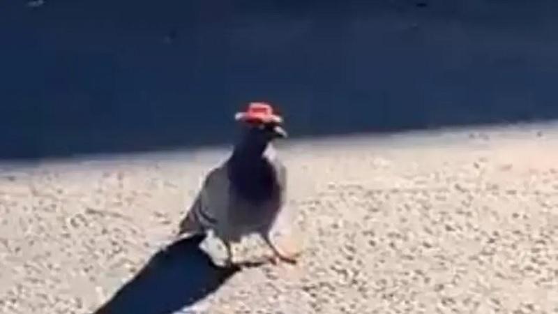 Pombos aparecem com chapéu de caubói em Las Vegas e causam surpresa-0