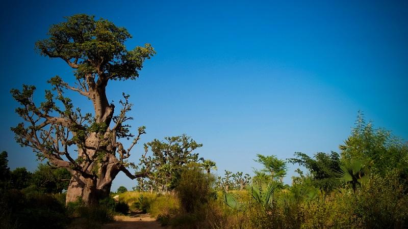 Projeto de reflorestamento de 8 mil km na África deve criar maior estrutura viva do mundo-0