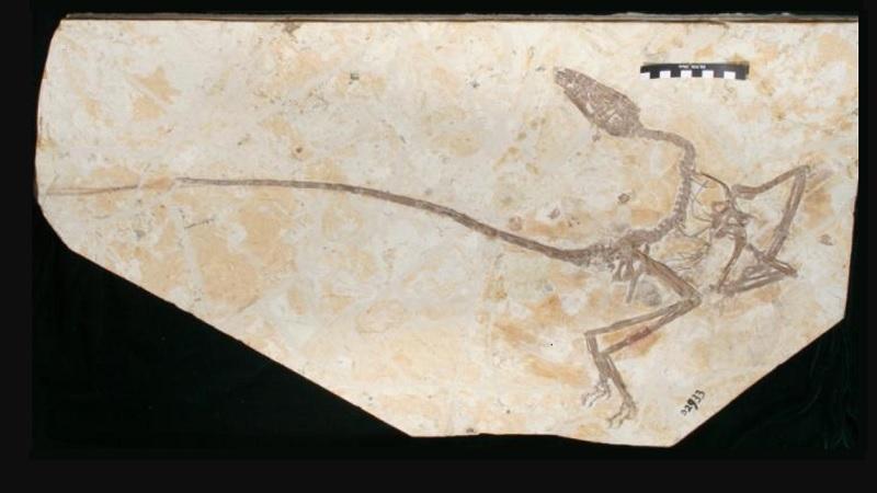 Encontrado o fóssil do “dragão dançarino”, elo perdido entre dinossauros e pássaros-0