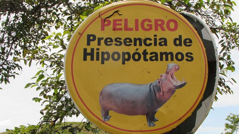 Estrume de hipopótamos de Pablo Escobar causa desequilíbrio ecológico na Colômbia-0