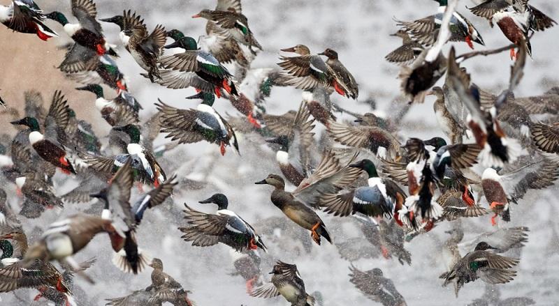 China pode enviar 100 mil patos para conter praga de gafanhotos no Paquistão-0
