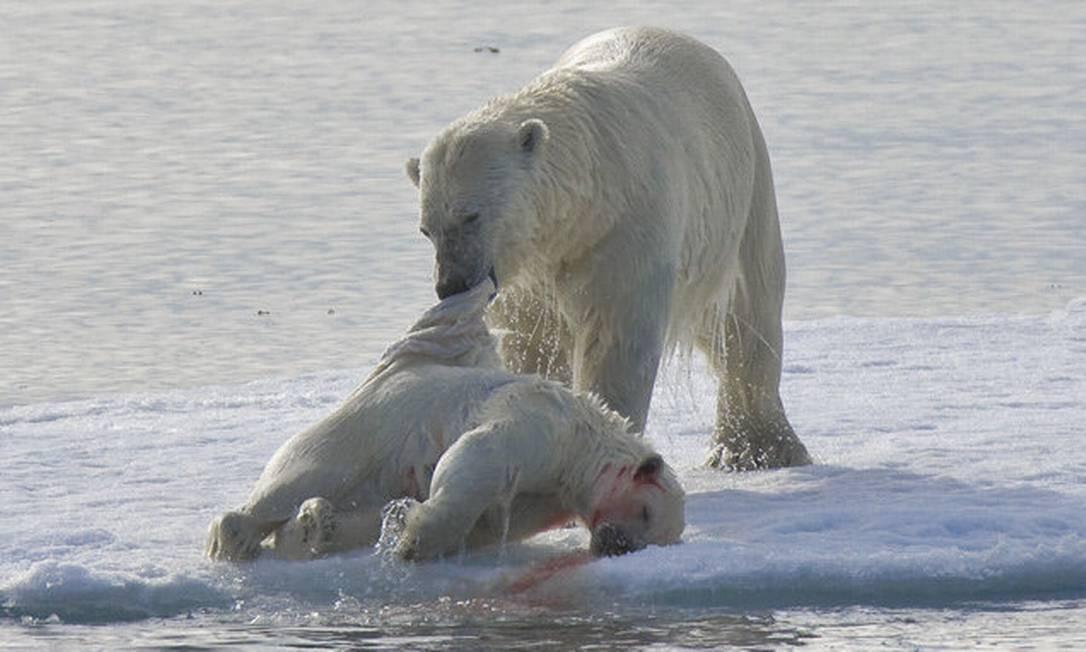 Ursos polares podem estar se tornando canibais devido à atividade humana-0