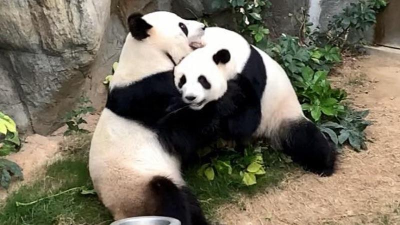 Após dez anos de tentativas, pandas acasalam durante quarentena em zoológico-0