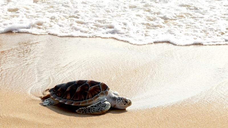 Tartarugas gigantes em risco de extinção voltam a aparecer em praias devido à quarentena-0