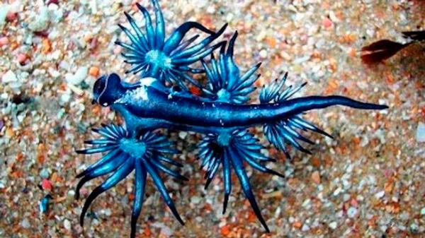 Dragões azuis: estranhas criaturas que apareceram nos EUA também existem no Brasil-0