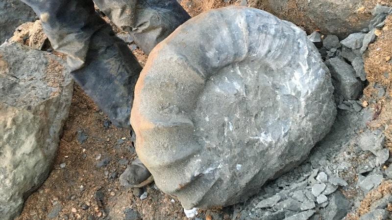 Fóssil de 115 milhões de anos de criatura marítima é encontrado por estudantes ingleses-0