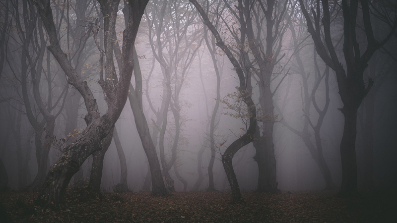 Hoia Baciu: Transilvânia abriga "a floresta mais mal-assombrada do mundo"-0