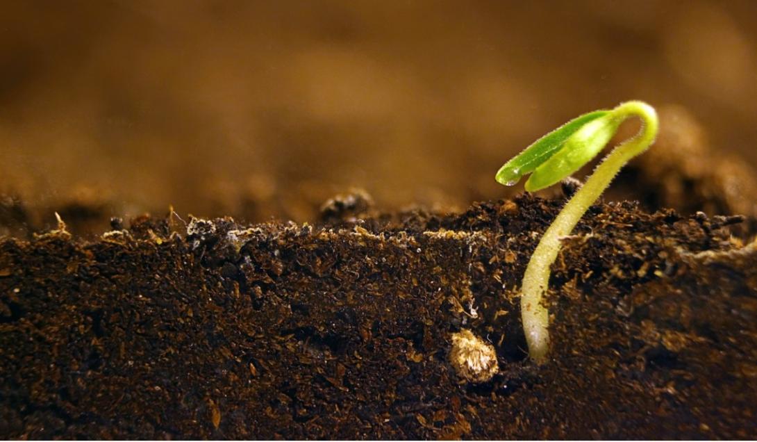  Pesquisadores plantam sementes de 2 mil anos: eis o resultado-0