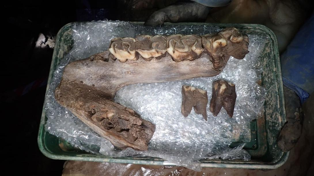 Descoberta de restos de animais da Era do Gelo na Inglaterra surpreende pesquisadores-0
