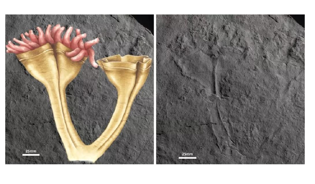 Pesquisadores anunciam descoberta de fóssil do predador mais antigo do mundo-0
