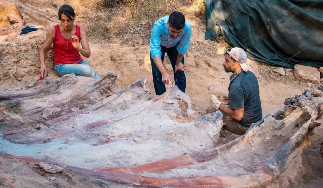 Gigantesco esqueleto de dinossauro é encontrado em quintal de casa em Portugal-0