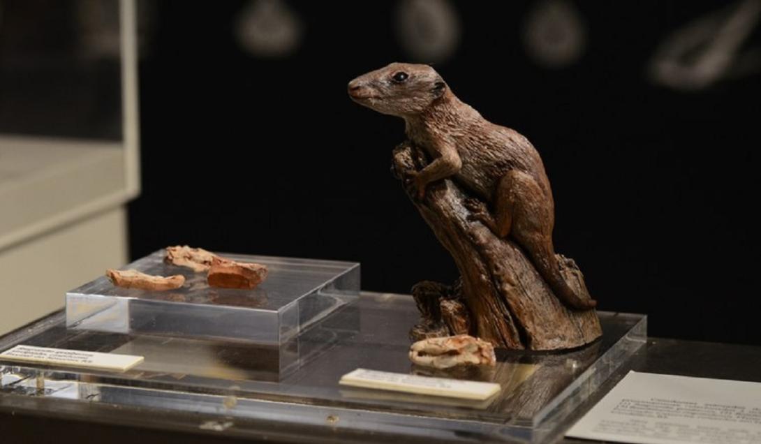 Mais antigo mamífero da Terra vivia no Brasil, aponta estudo-0