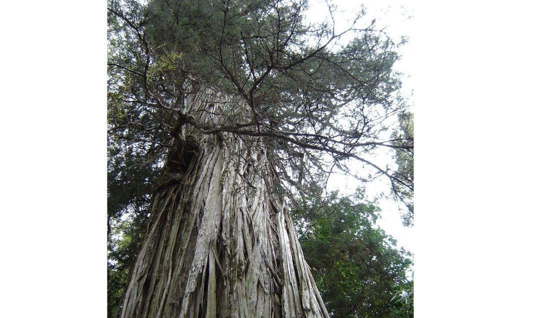 "Gran Abuelo": Árvore milenar no Chile pode ser a mais antiga do mundo-0