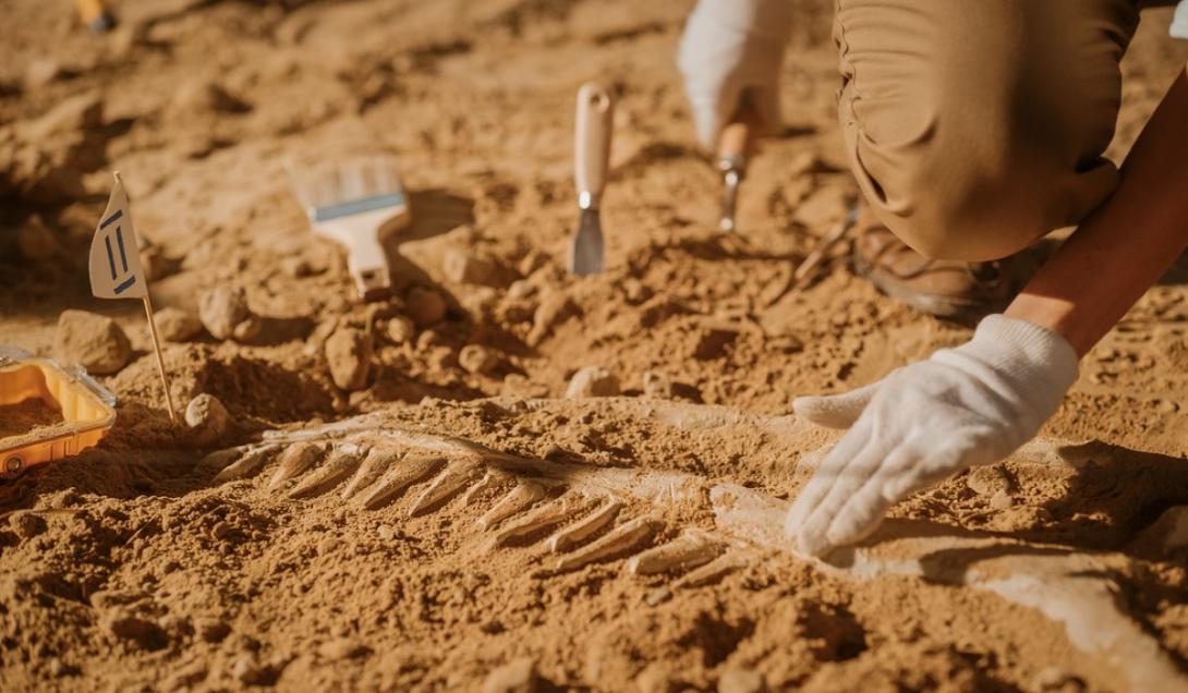 Descobertos fósseis de um animal desconhecido que viveu antes dos dinossauros-0