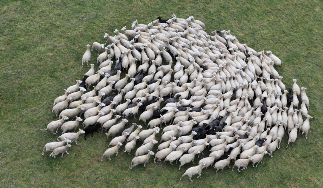O que há por trás do mistério das ovelhas que andam em círculo há dias na China?-0
