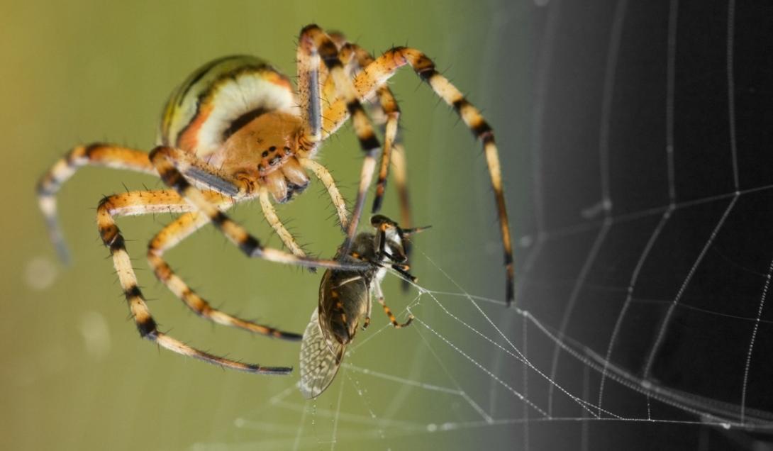 Algumas aranhas estão aprendendo a ser mais sociáveis e ficando mais inteligentes-0